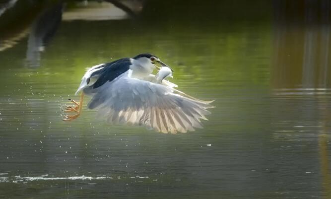 單反數(shù)碼相機(jī)為何面臨淘汰？